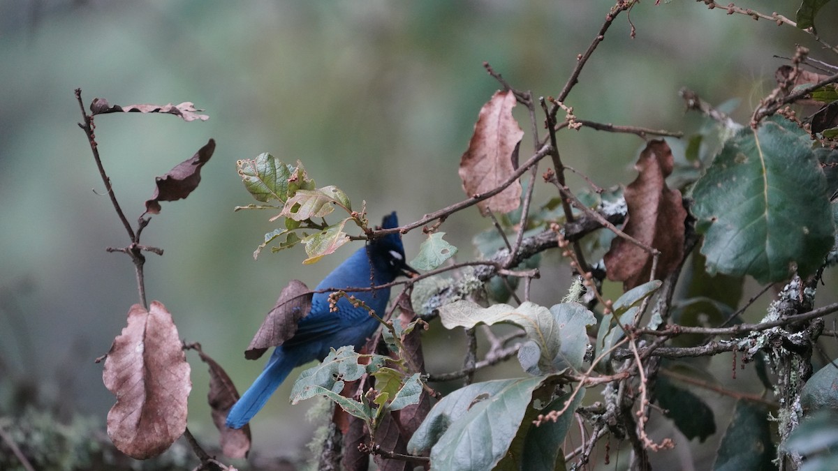 Steller's Jay - ML647872990