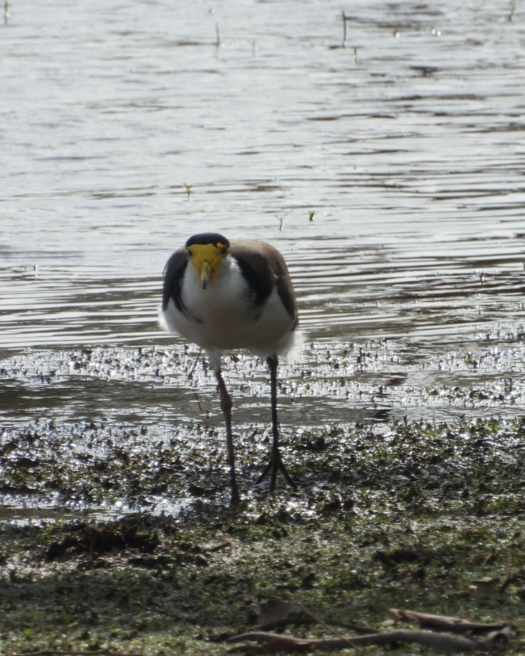Avefría Militar - ML647872991