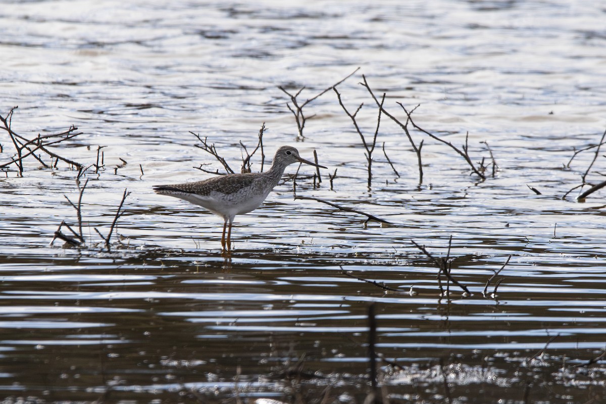 Greater Yellowlegs - ML647873016