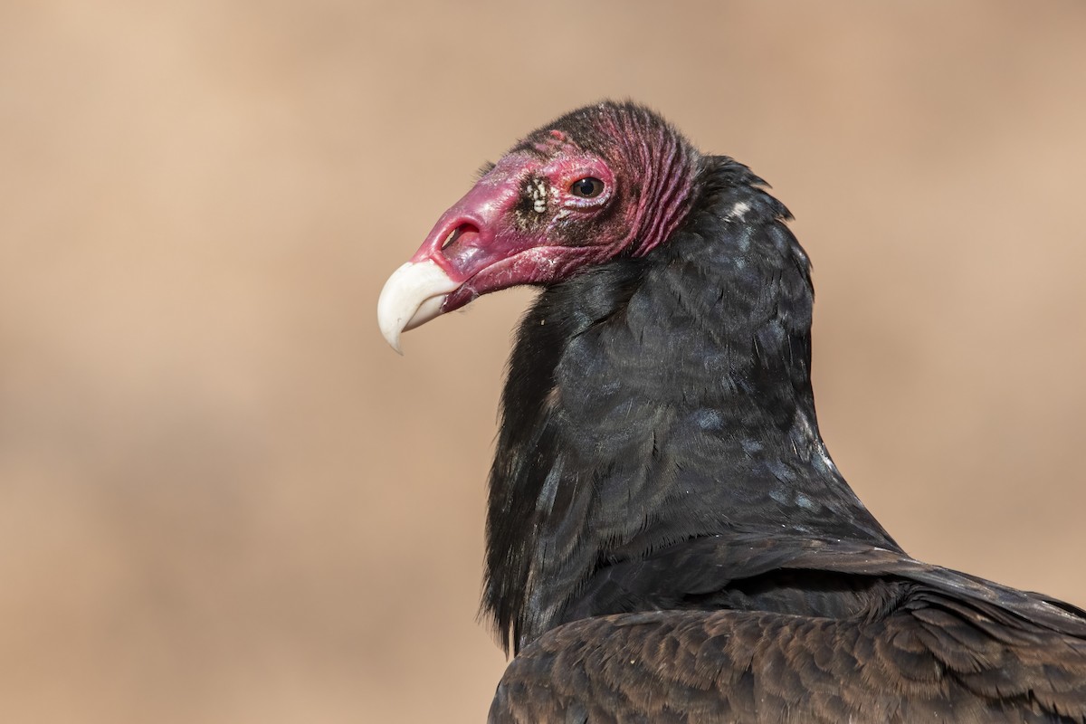 Turkey Vulture - ML647873043