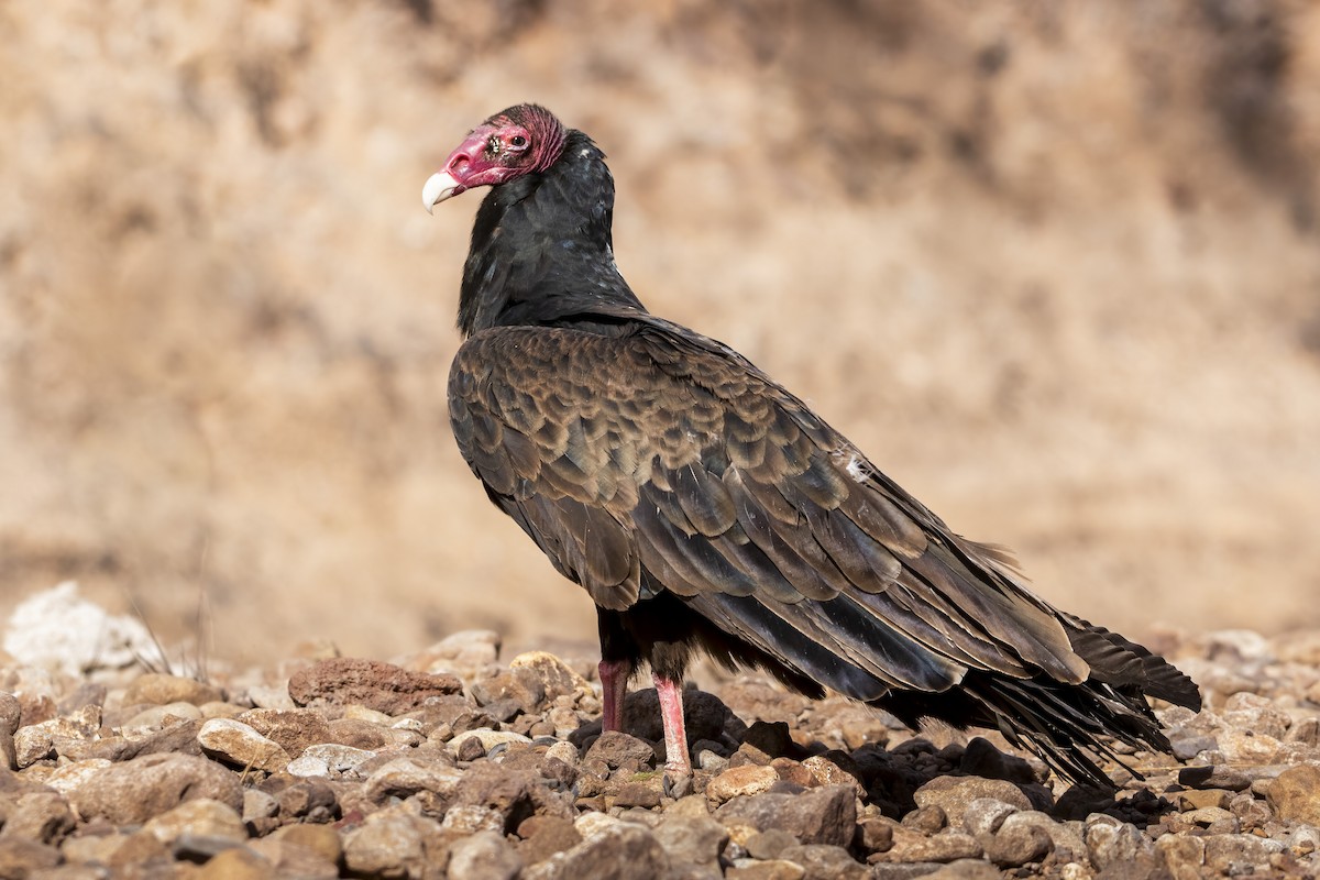 Turkey Vulture - ML647873044