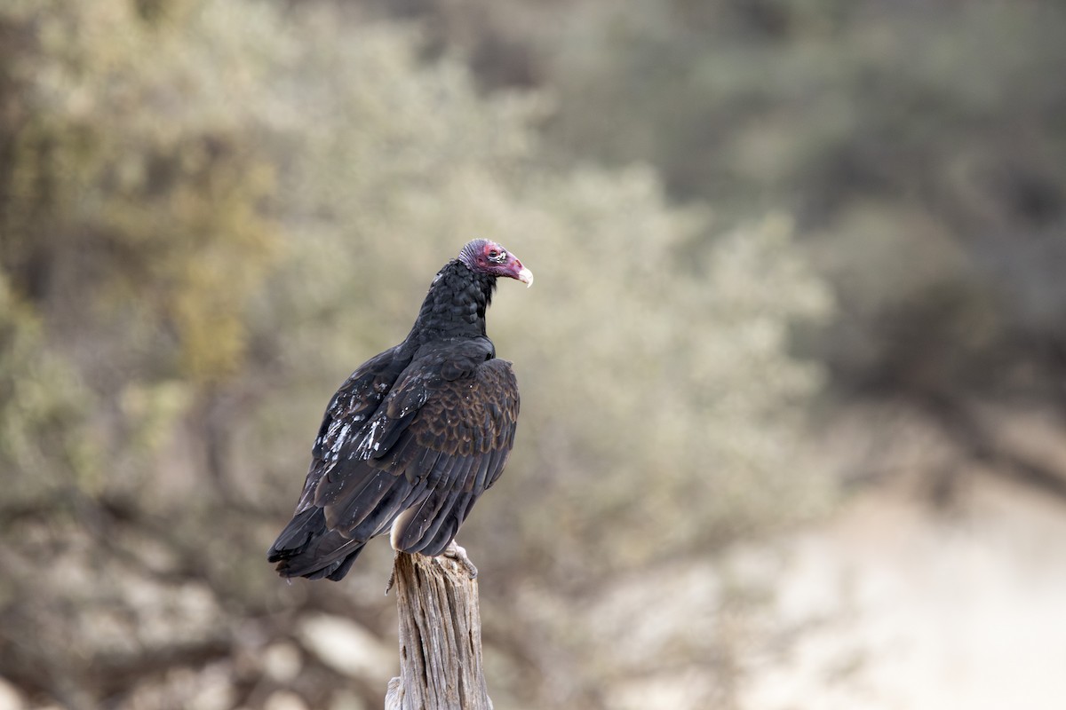Turkey Vulture - ML647873045