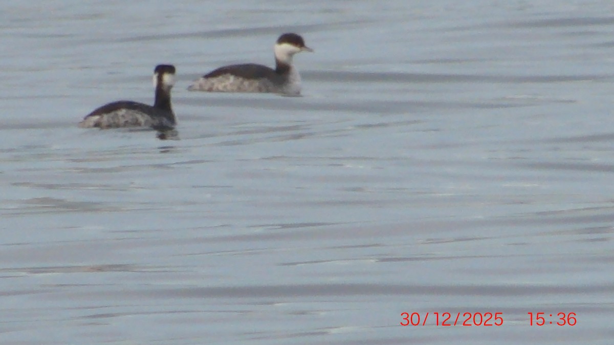 Horned Grebe - ML647873053