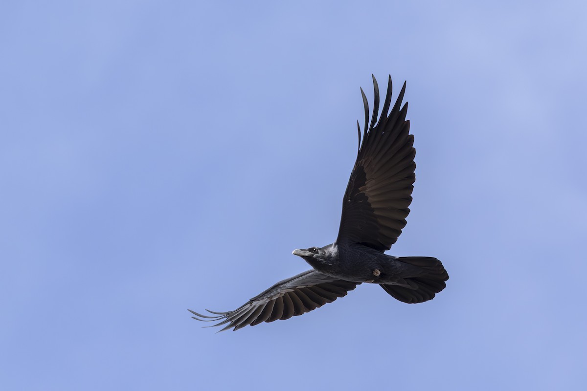 Common Raven - ML647873064