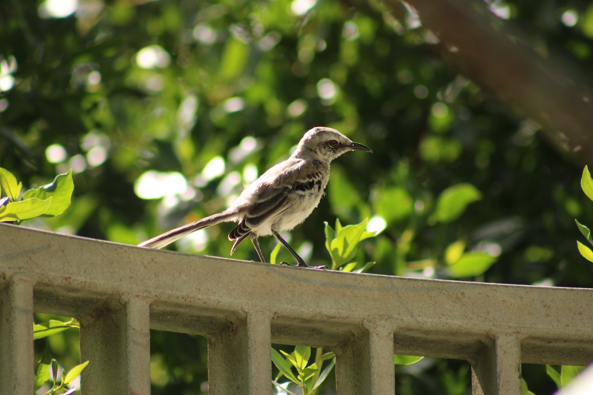 Tropikal Taklitçi - ML647873070