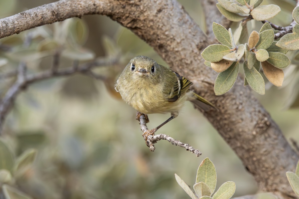 Золотомушка рубіновочуба - ML647873071