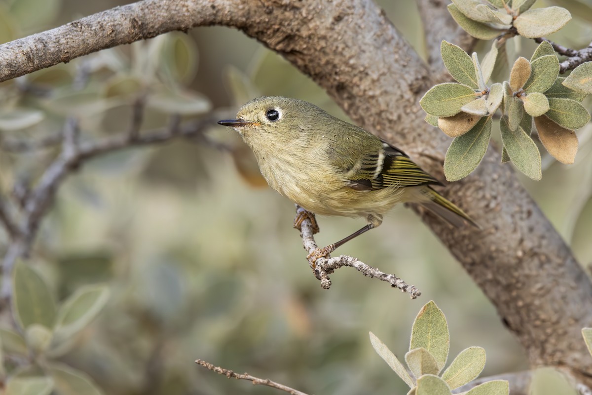 Золотомушка рубіновочуба - ML647873072