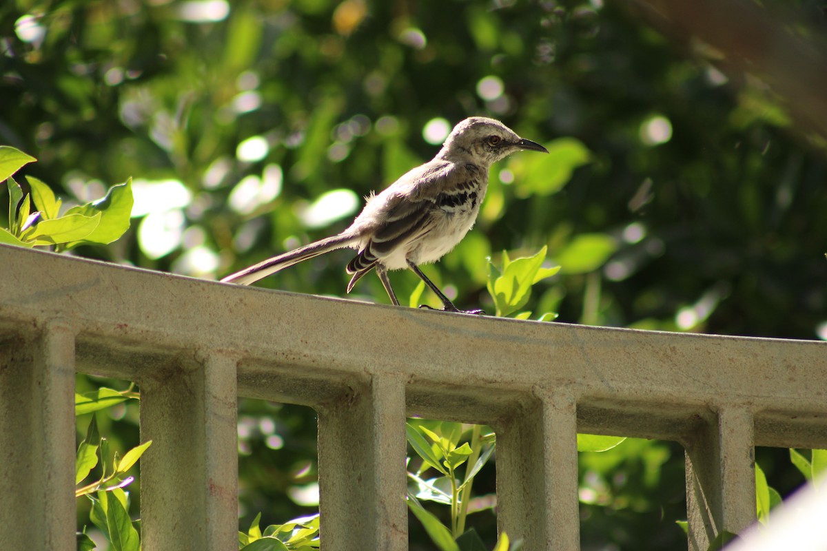 Tropikal Taklitçi - ML647873080