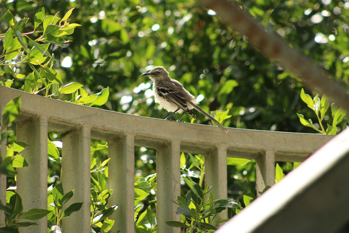 Tropikal Taklitçi - ML647873086