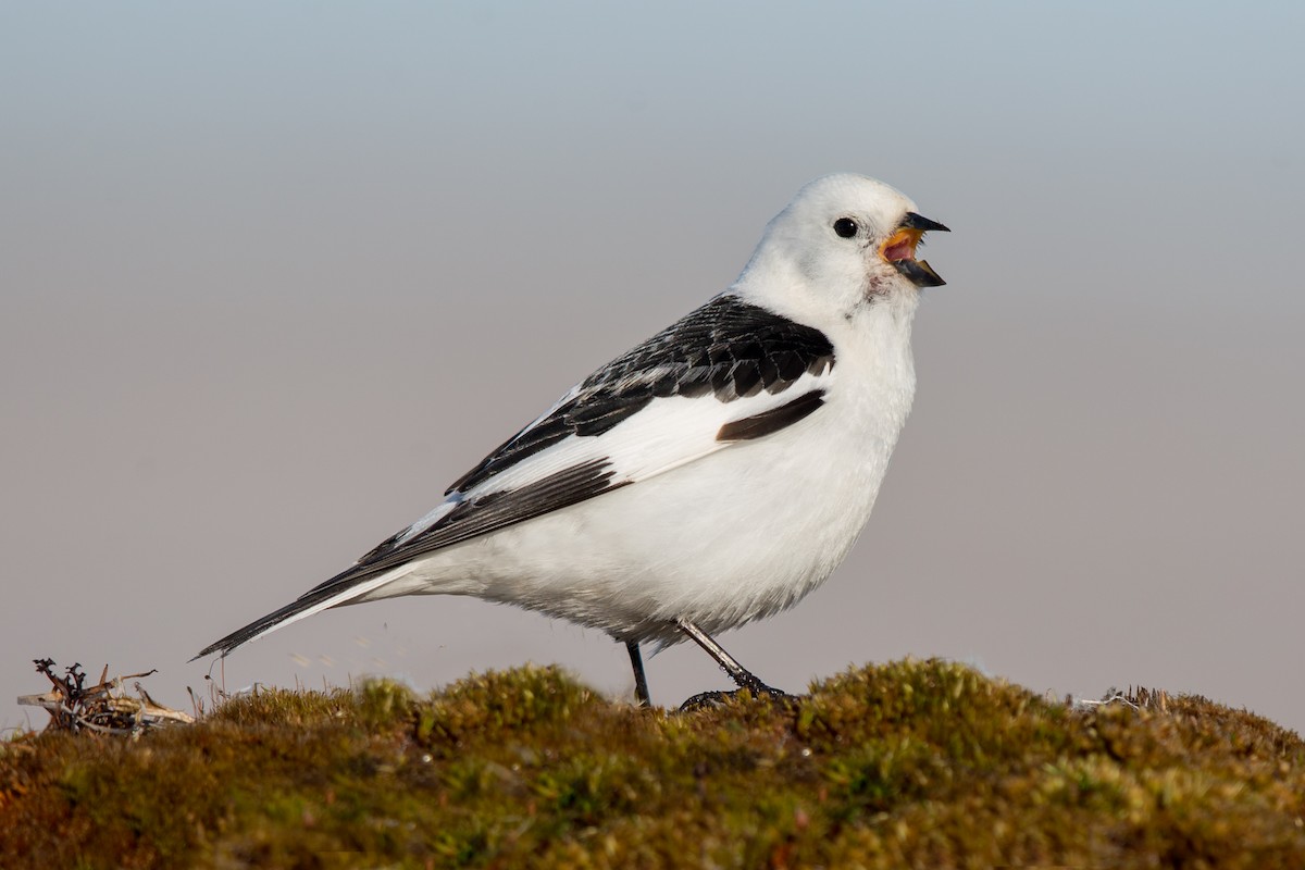 Snow Bunting - ML64787311