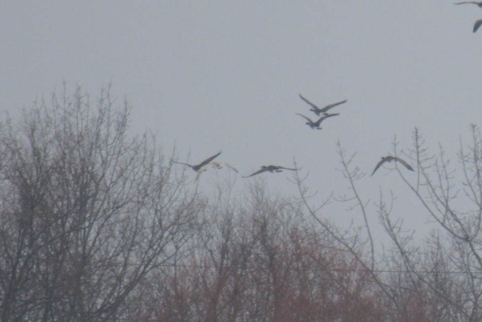 Barnacla Canadiense Grande - ML647873125