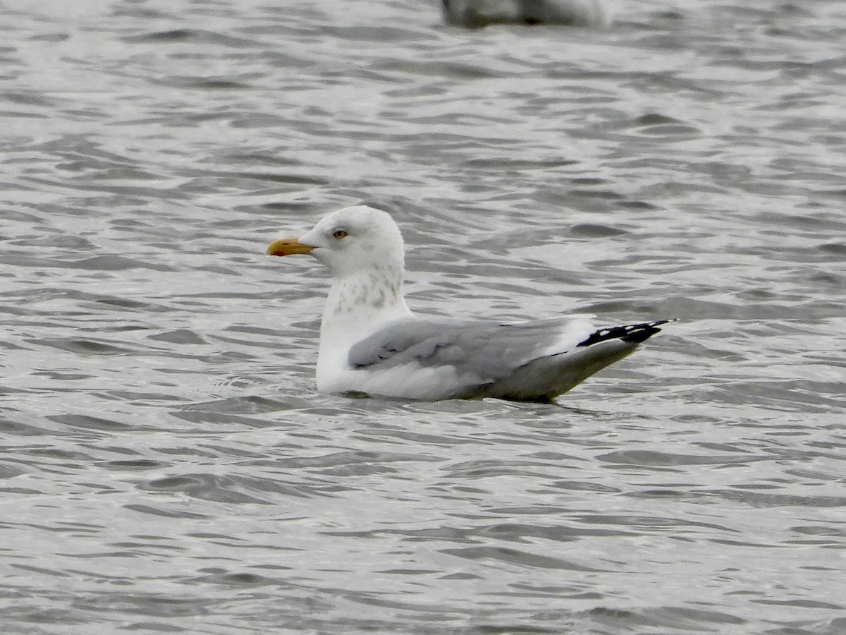 American Herring Gull - ML647873176