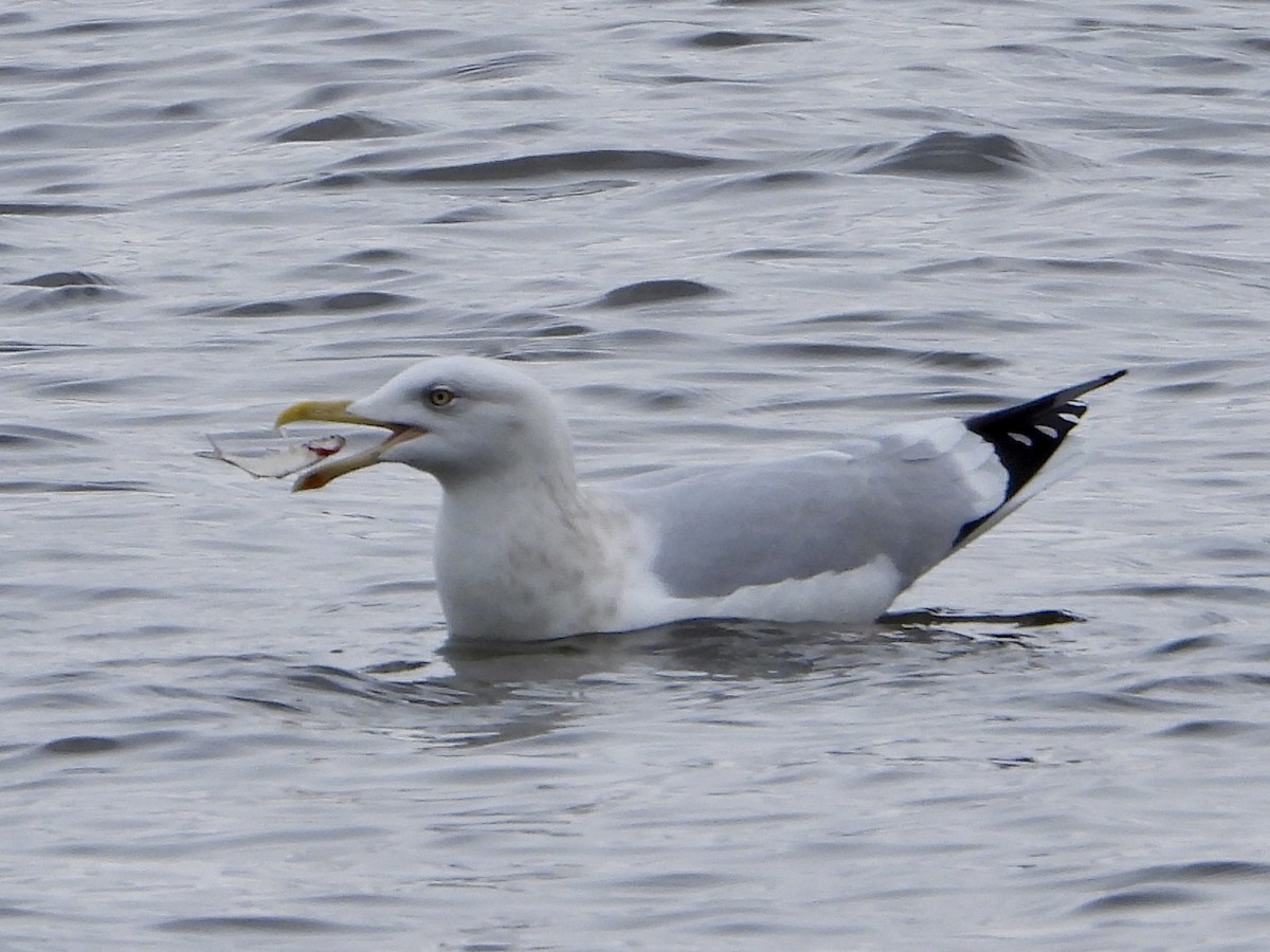 American Herring Gull - ML647873177