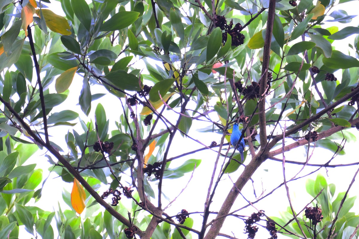 Мухоловка бірюзова - ML647873179