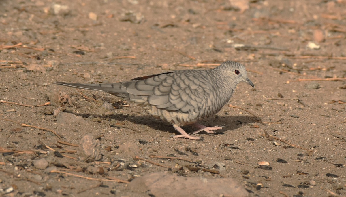 Inca Dove - ML647873182