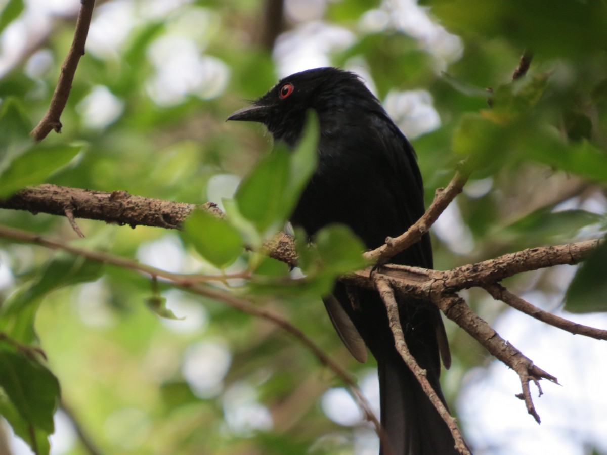 Дронго прямохвостий - ML647873192