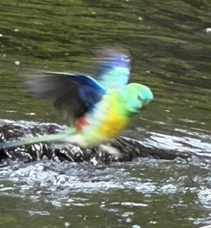 Папужка співочий - ML647873193