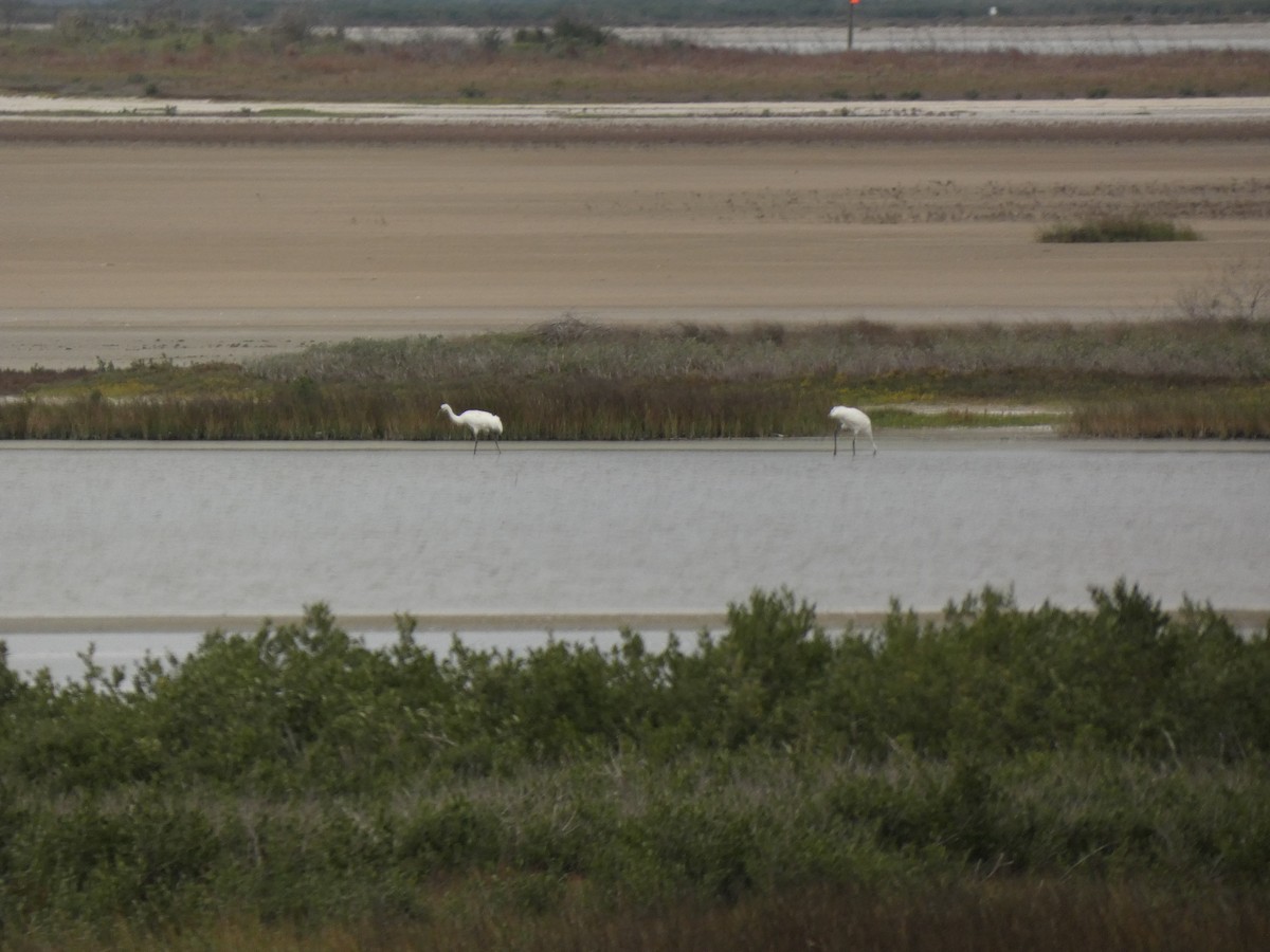 jeřáb americký - ML647873195