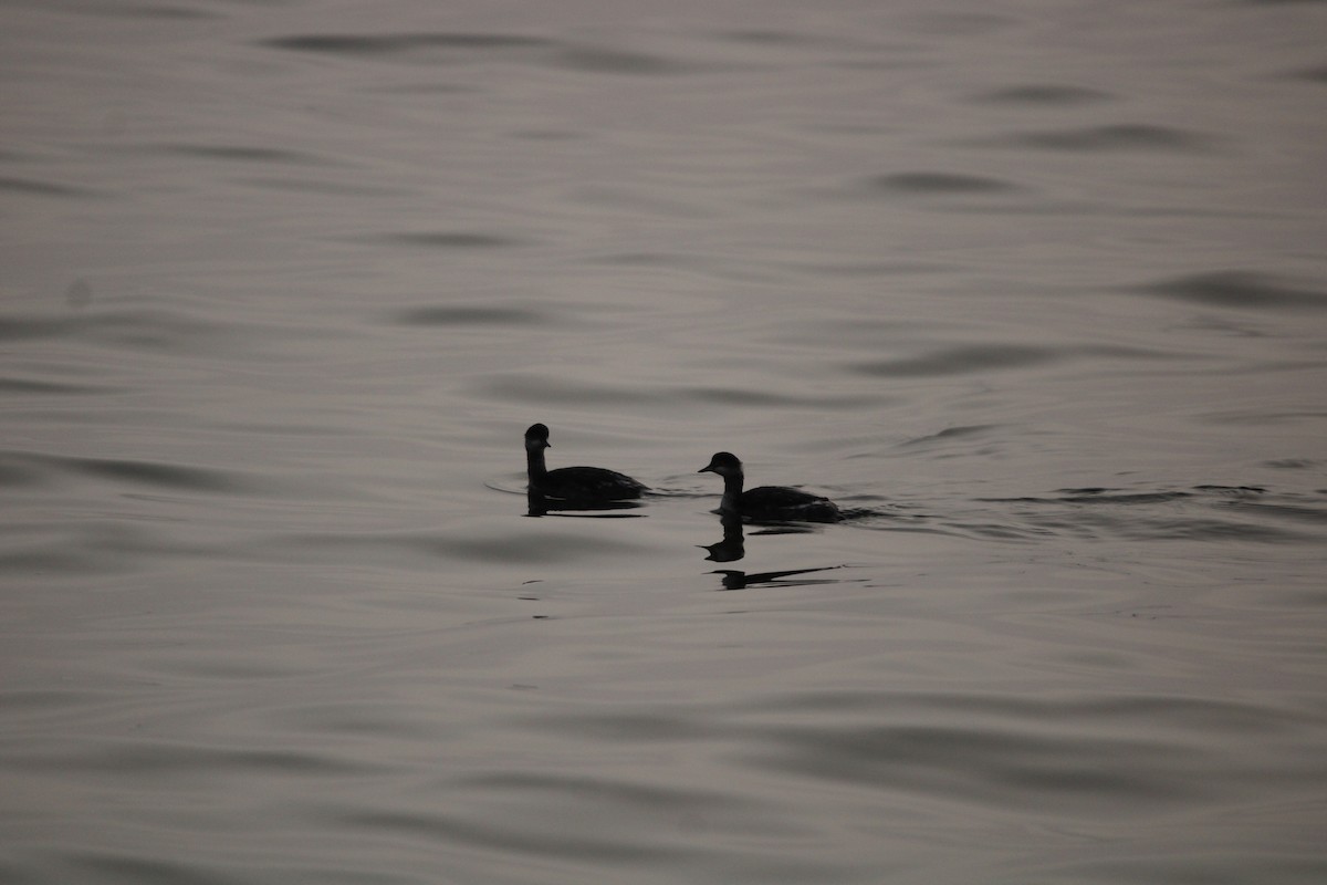 Пірникоза чорношия - ML647873196