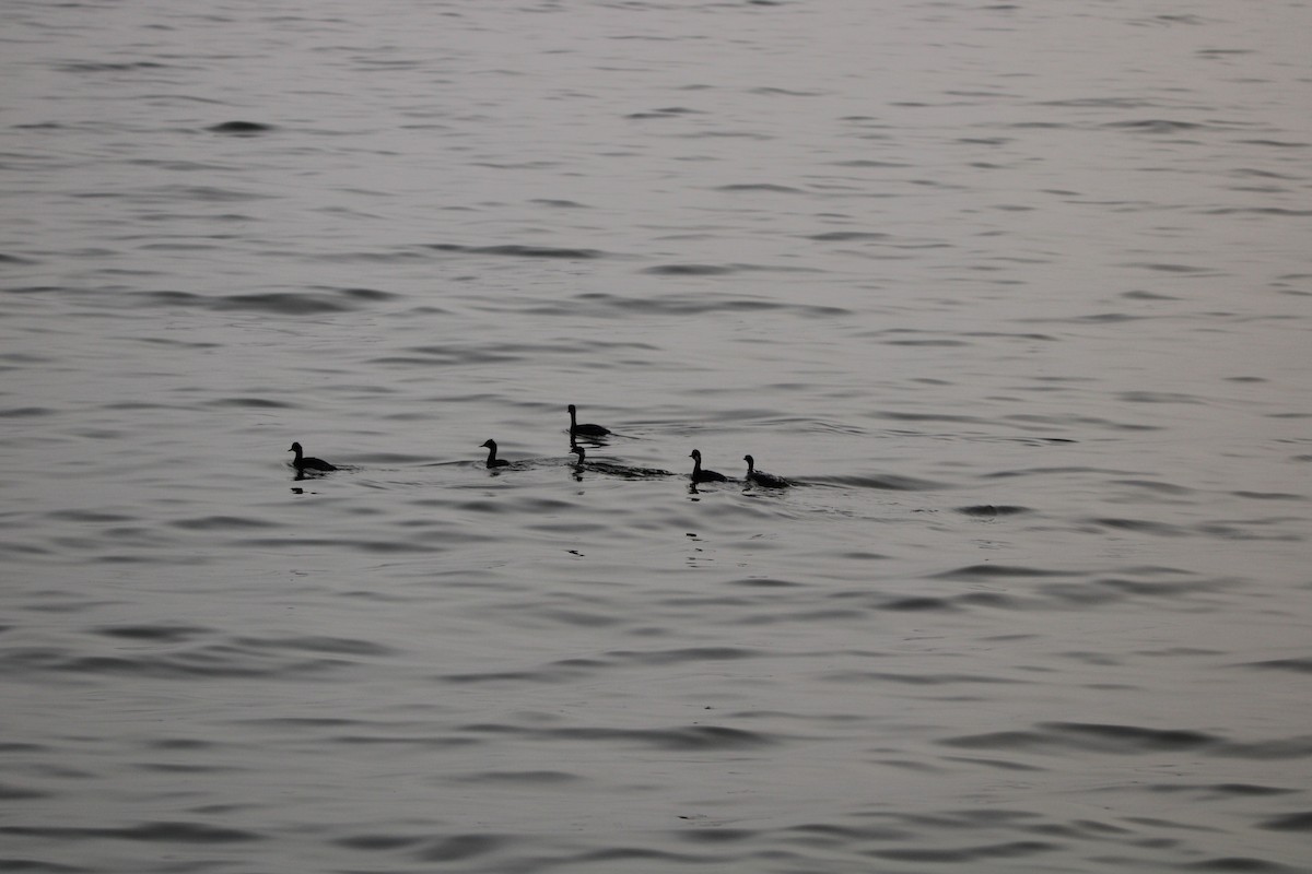 Пірникоза чорношия - ML647873198