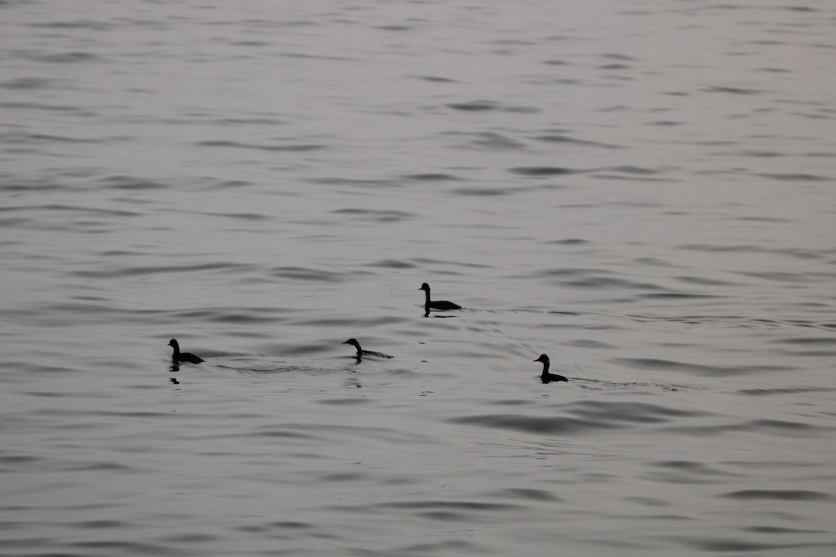 Пірникоза чорношия - ML647873199