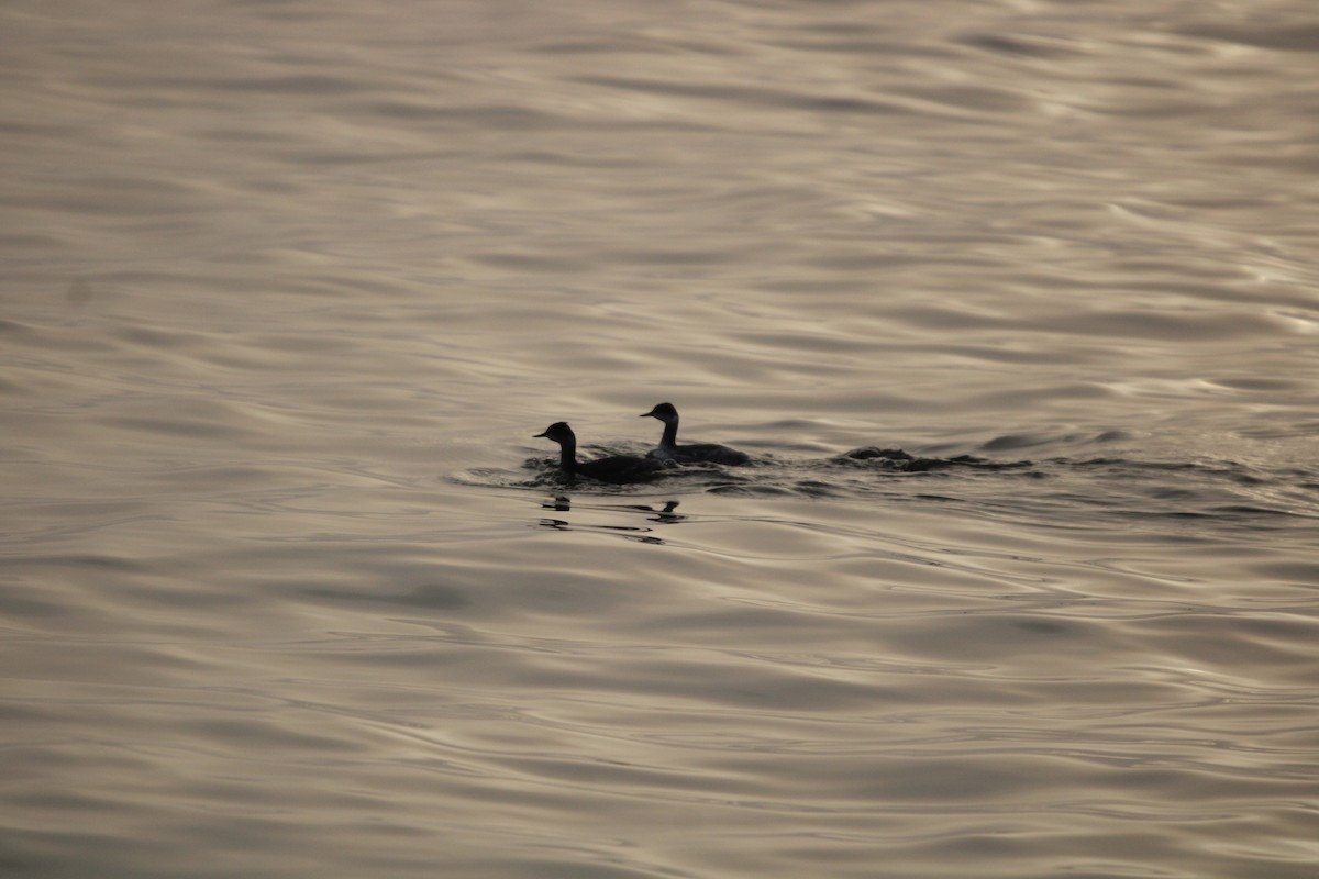 Пірникоза чорношия - ML647873200