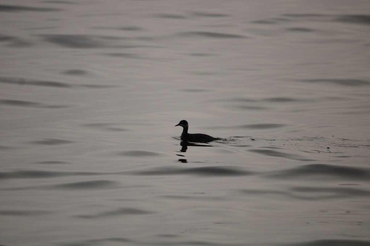 Пірникоза чорношия - ML647873201