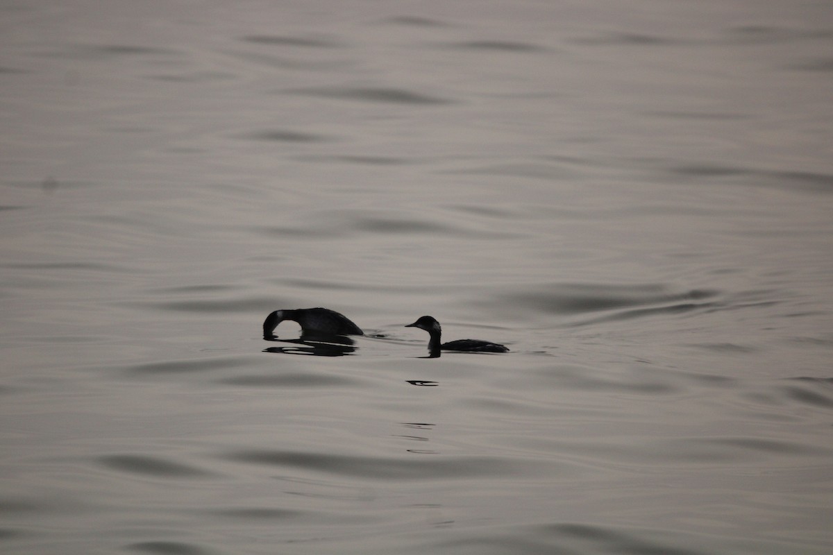 Пірникоза чорношия - ML647873202