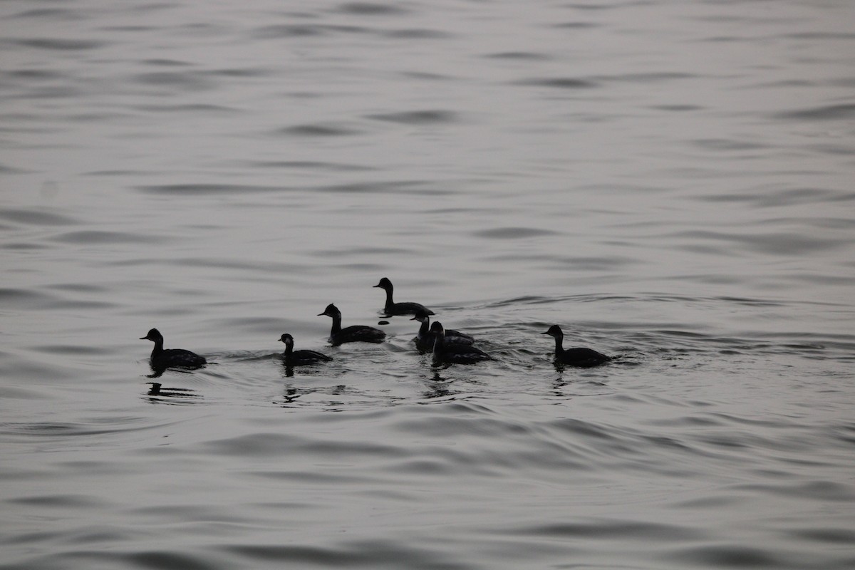 Пірникоза чорношия - ML647873203