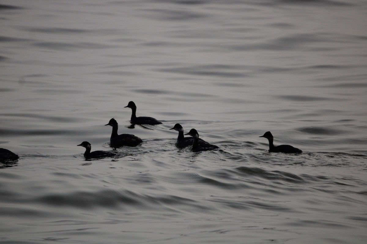 Пірникоза чорношия - ML647873205