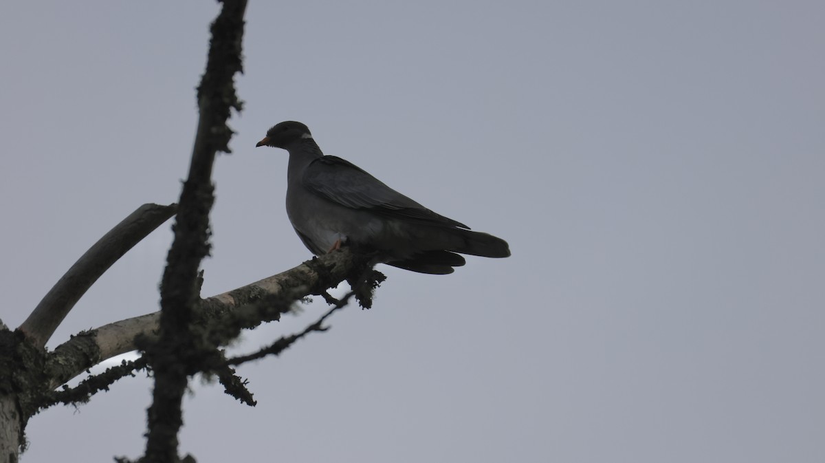 Голуб каліфорнійський - ML647873206