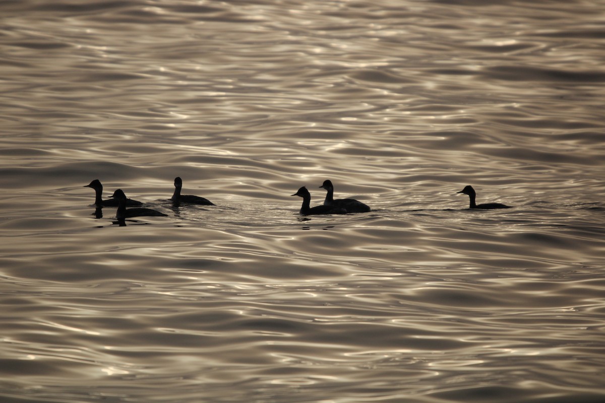 Пірникоза чорношия - ML647873207