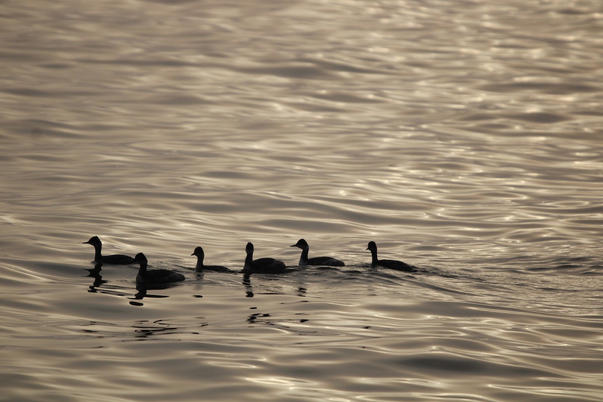 Пірникоза чорношия - ML647873208