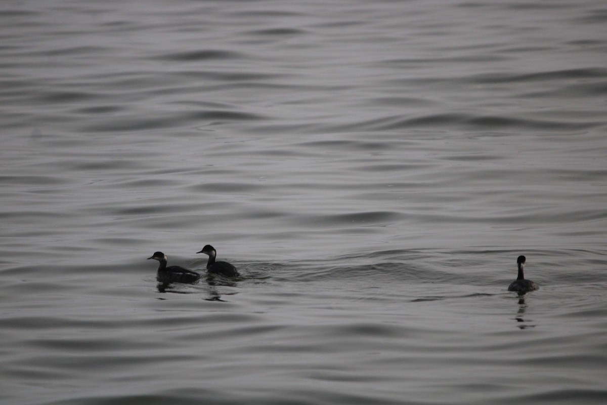 Пірникоза чорношия - ML647873209