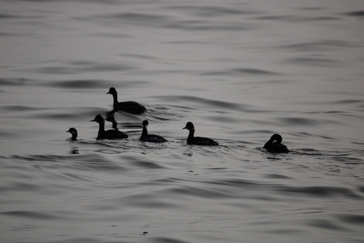 Пірникоза чорношия - ML647873211