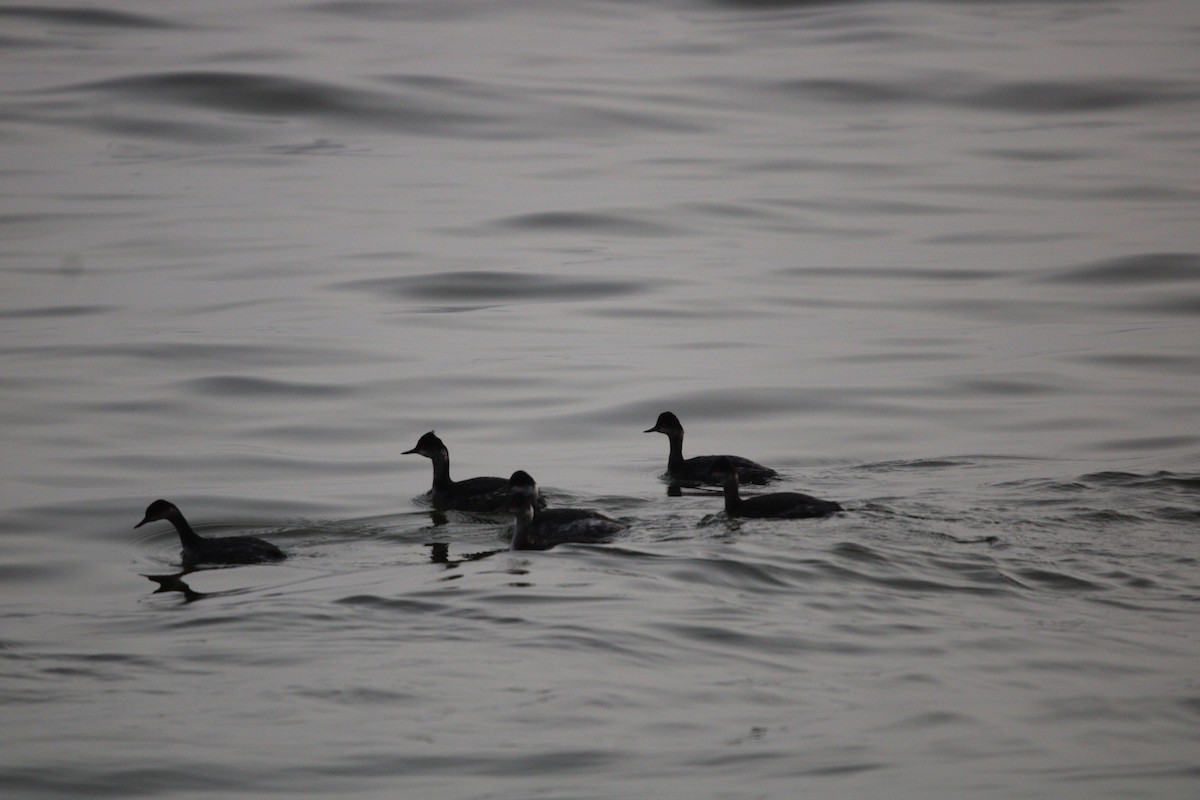 Пірникоза чорношия - ML647873212