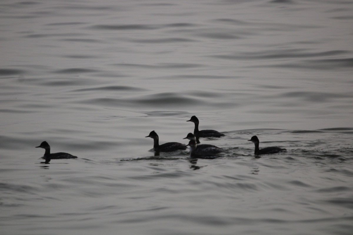 Пірникоза чорношия - ML647873214