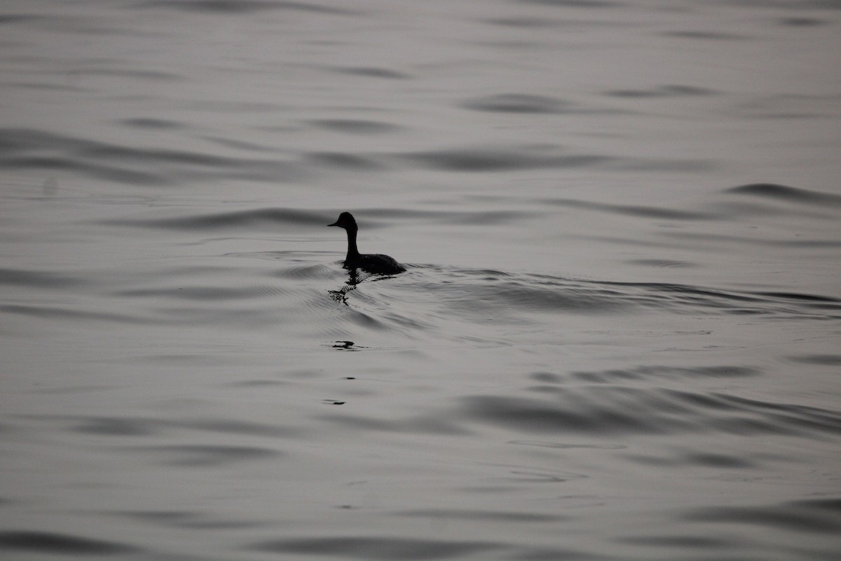 Пірникоза чорношия - ML647873215