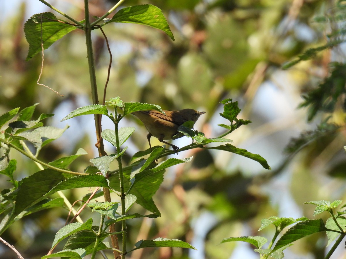 Очеретянка садова - ML647873216