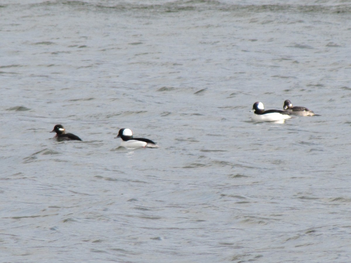 Гоголь малий - ML647873219