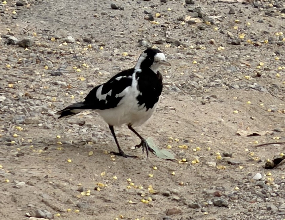 Скунда австралійська - ML647873224