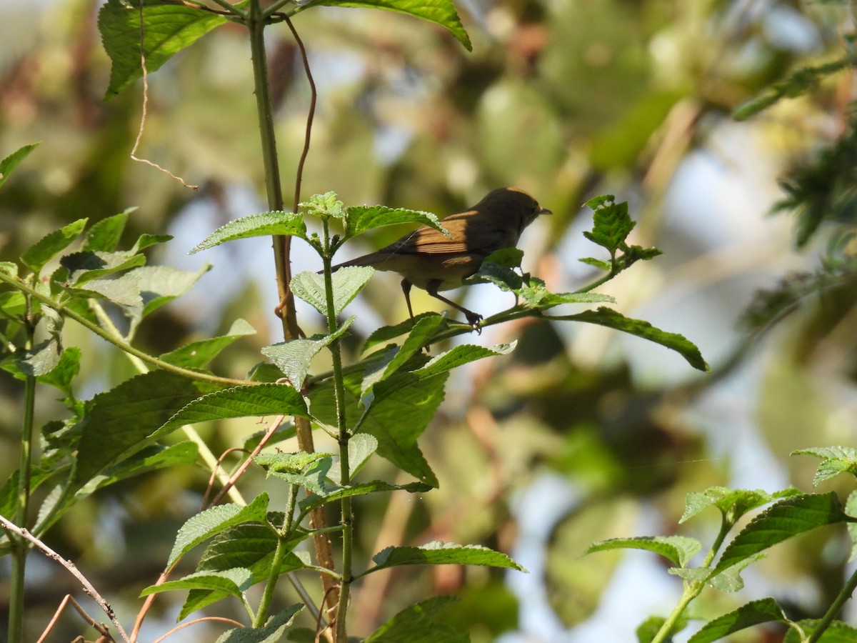 Очеретянка садова - ML647873225