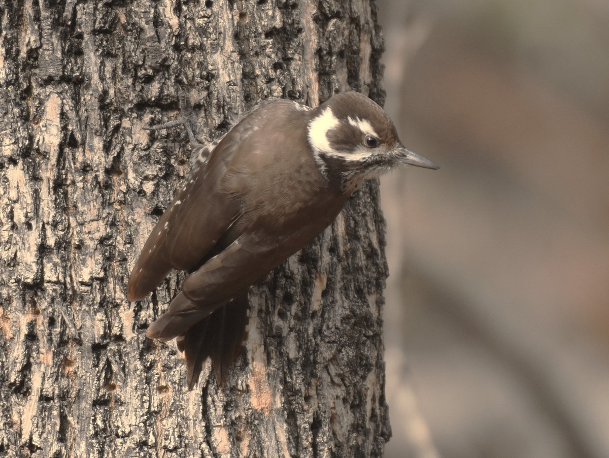 Дзьоган аризонський - ML647873229
