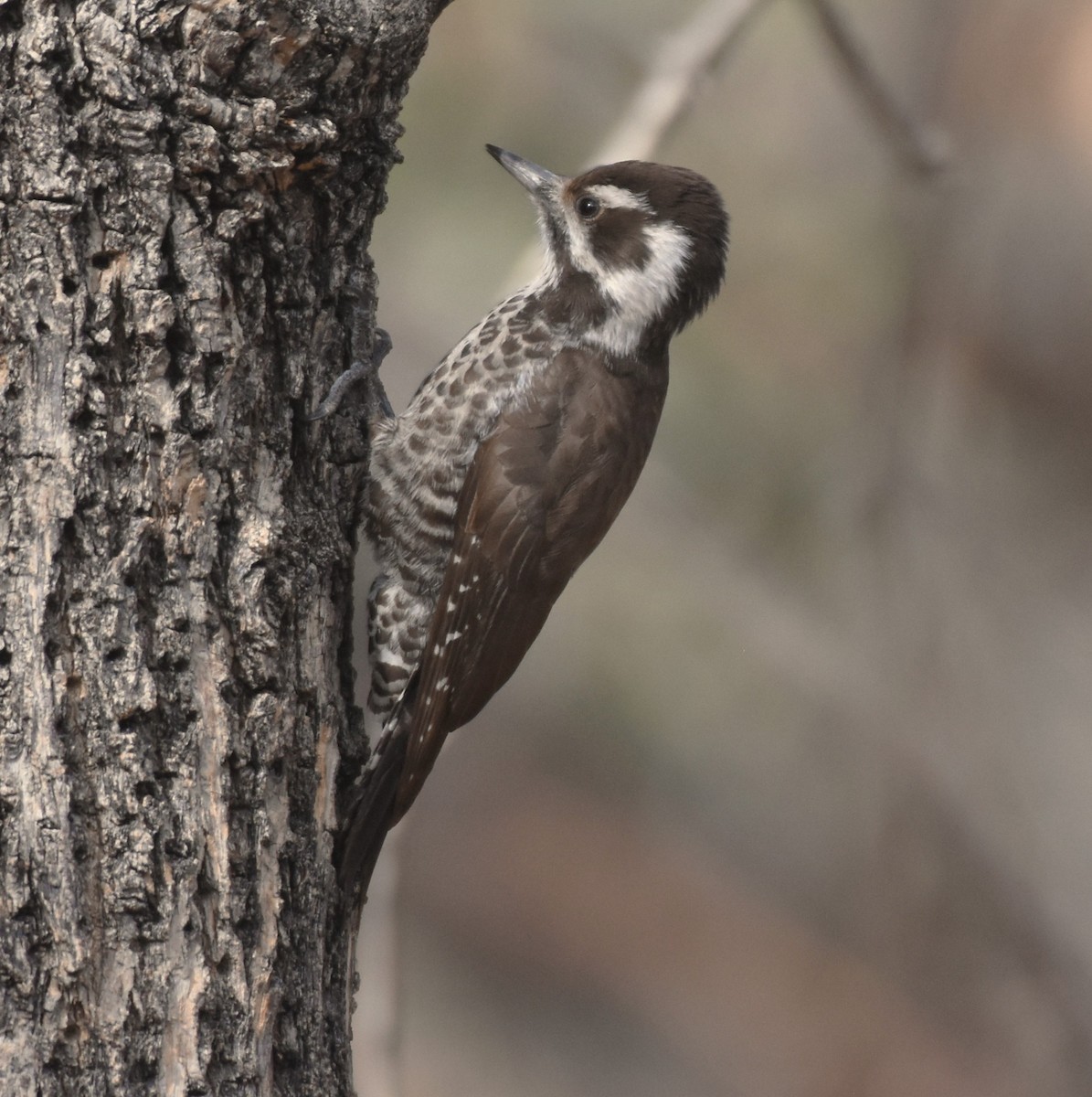Дзьоган аризонський - ML647873230