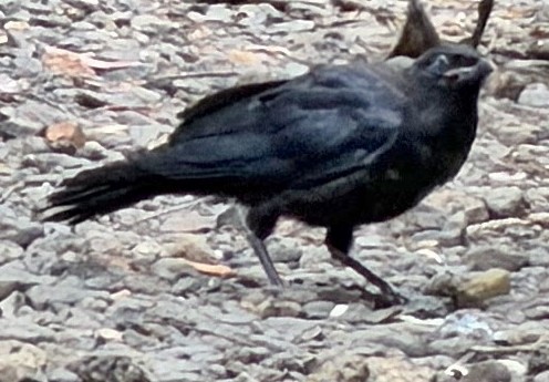 Little Raven - ML647873232