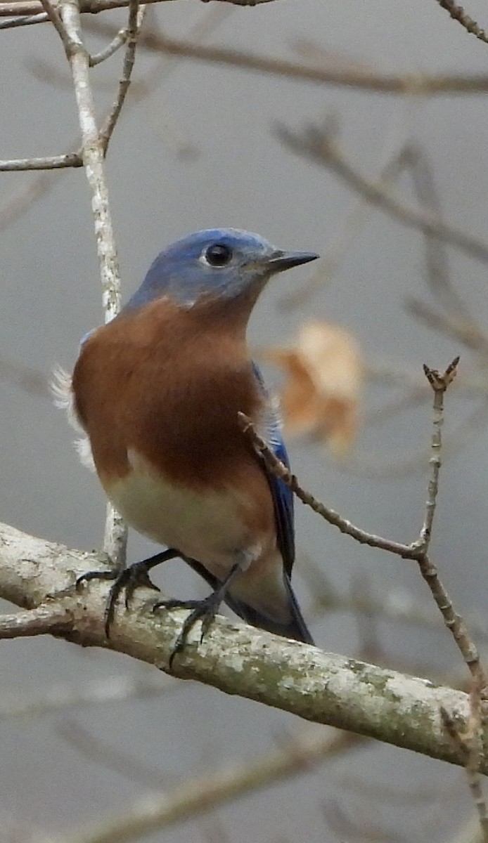 Eastern Bluebird - ML647873270