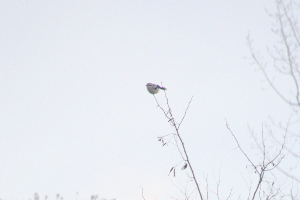 ťuhýk severní - ML647873312