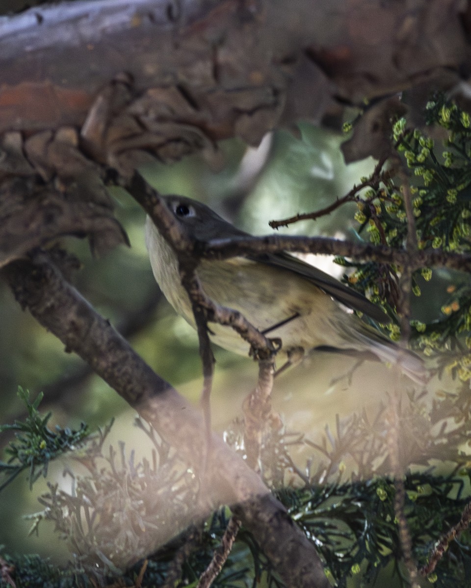 Золотомушка рубіновочуба - ML647873349