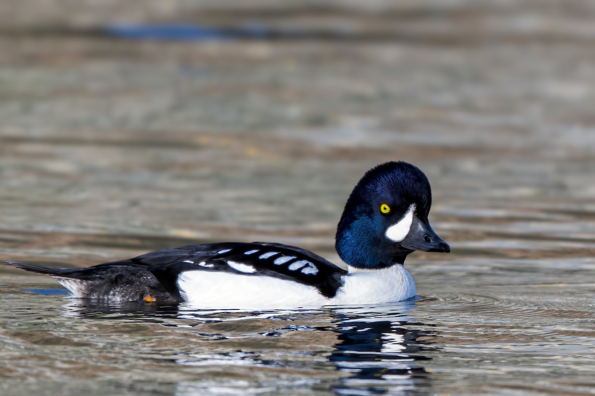 キタホオジロガモ - ML647873363