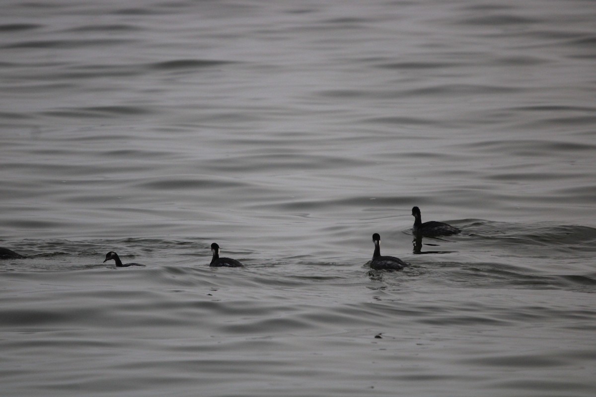 Eared Grebe - ML647873364